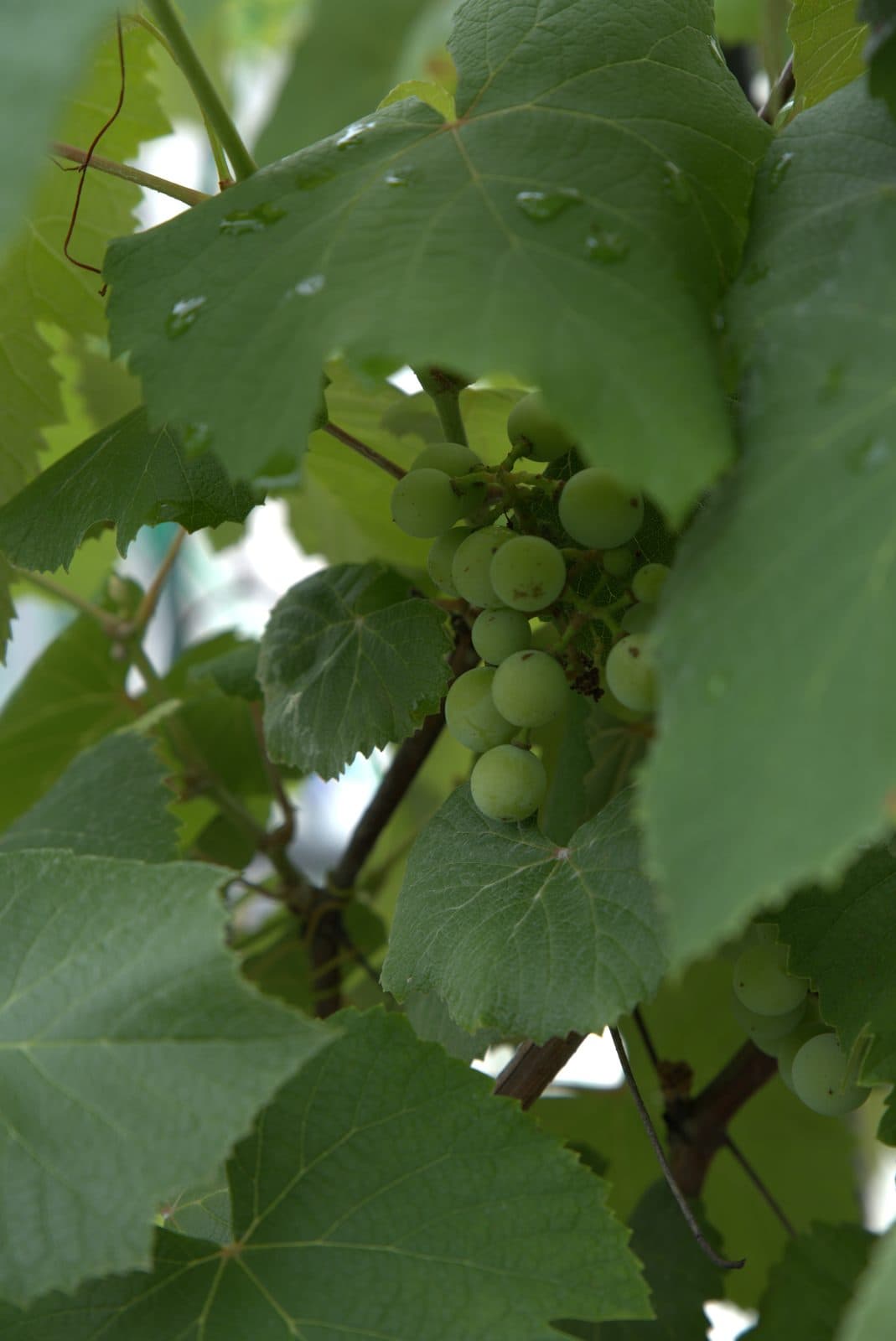 Green grapes ripening on a vine, rainwater still beaded on the broad leaves around them.